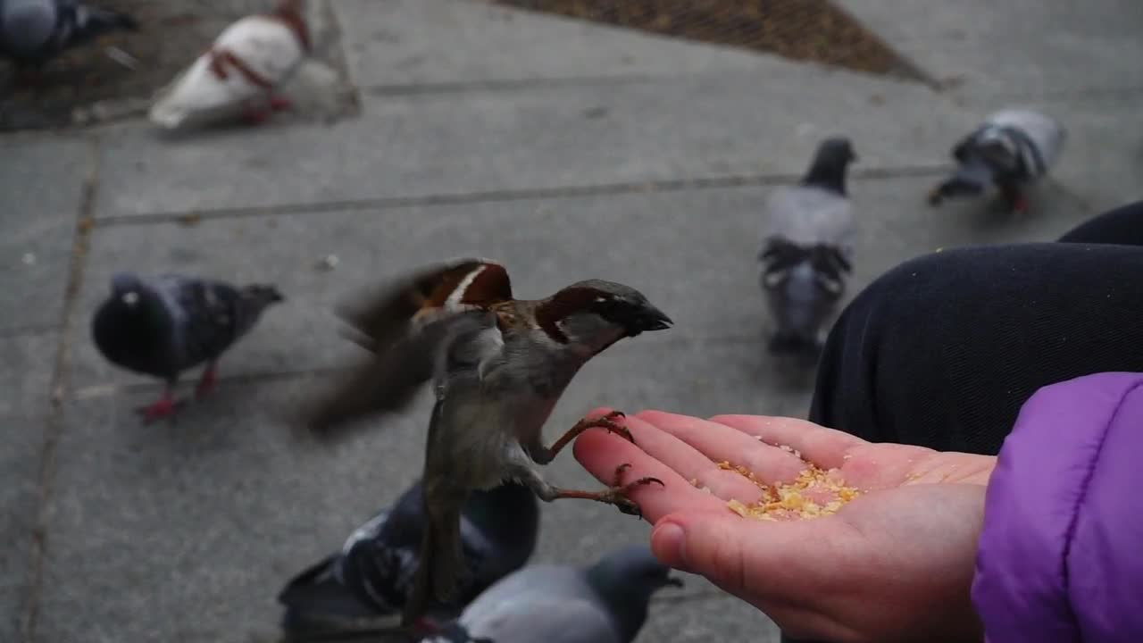 Feeding the Birds.