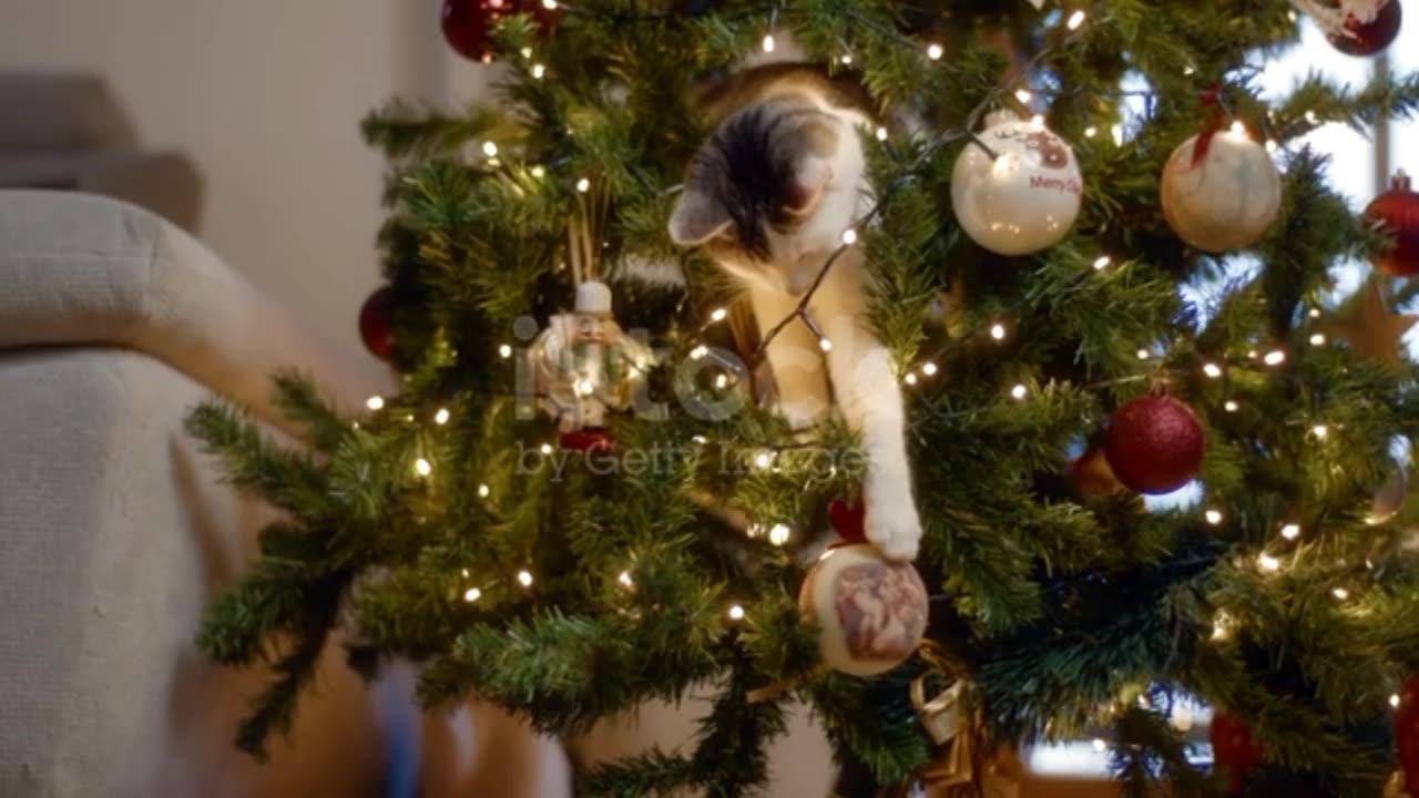 Cat Destroys Christmas. Cat falling down while playing with decorated christmas tree.