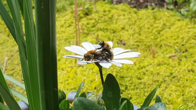 Bees having Sex