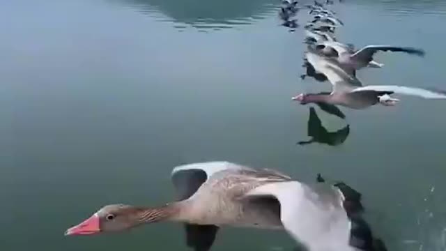 Beautiful flight of birds over the sea