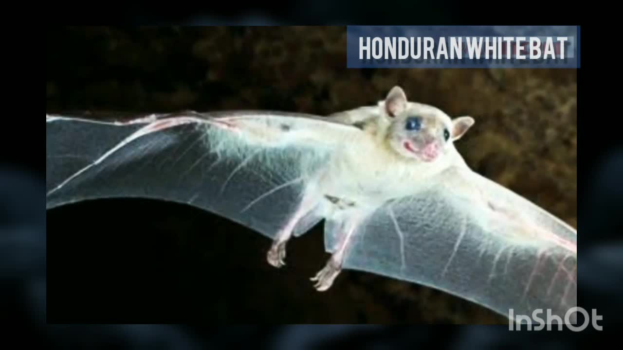 Honduran White Bat