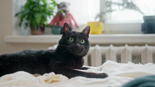 This cute cat playing attentively with a fishing rod