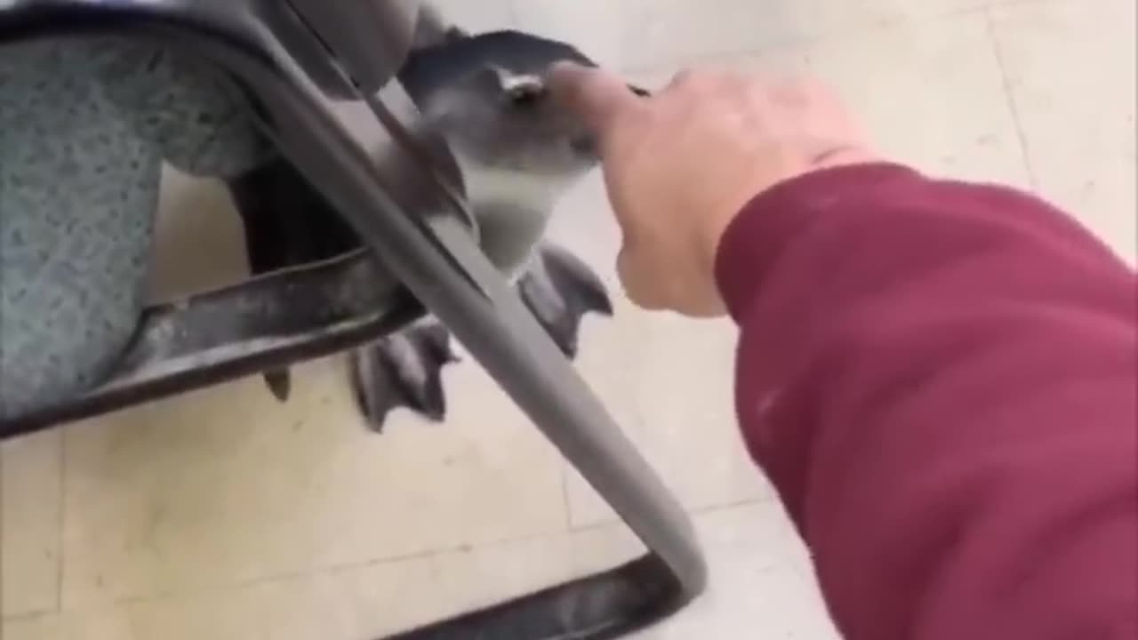 Funny animal videos