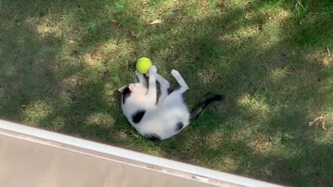 Cat😺 Playing With A ball🧶 | Don't Forget to view it! | CatsVidz