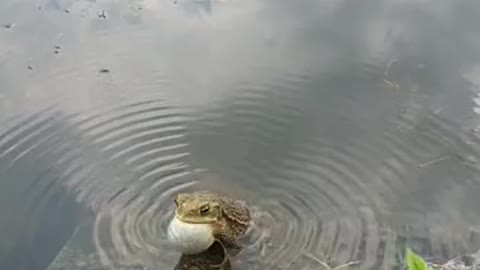 Singing of toad in water