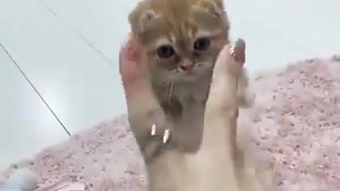 Cute cats videos around the world#2