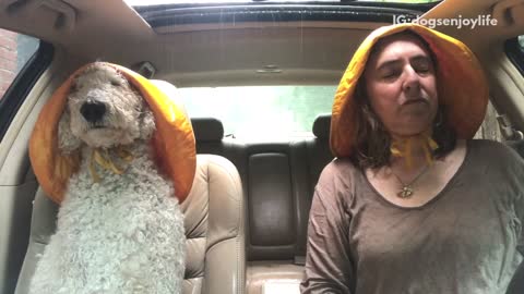 White dog and female owner in car wear yellow rain hats in car