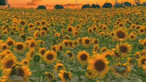 Sunset glow and sunflowers complement each other