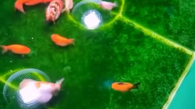 Fish Playing Football Incredible