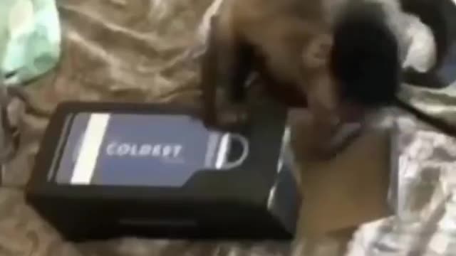 Monkey is Unboxing a thing like a Human Being do # it's really Unbelievable