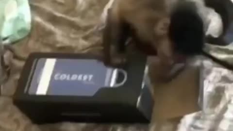 Monkey is Unboxing a thing like a Human Being do # it's really Unbelievable