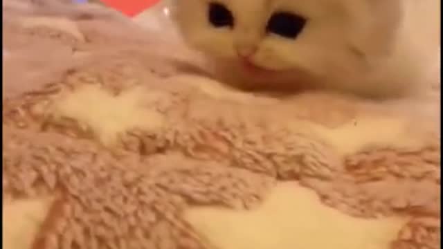 Extreme Kitty Cuteness!