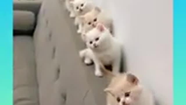 Cat funny video cute baby