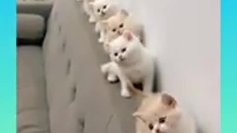 Cat funny video cute baby