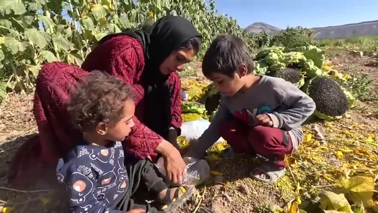 Resilient Mother : Harvesting Sunflowers for a Better Tomorrow