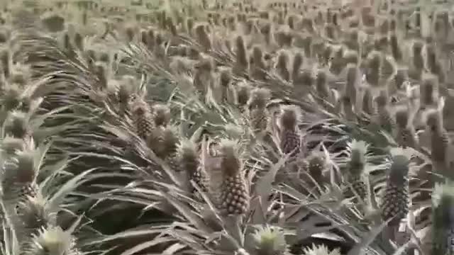 Pineapple cultivation