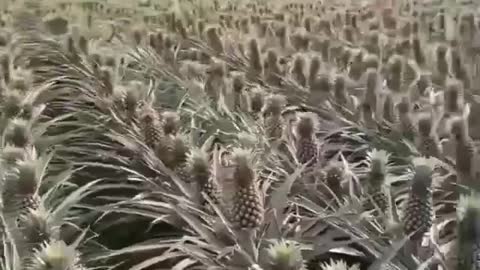 Pineapple cultivation