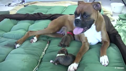Amazing birth of a dog while standing.