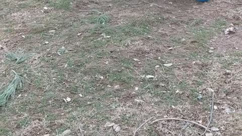Turkey With Some Soccer Skills