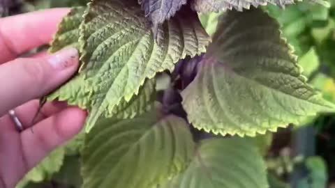 What kind of plant is this