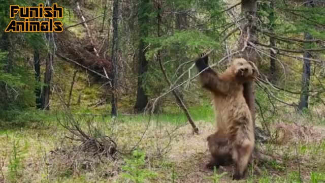 Haha this bear is dancing