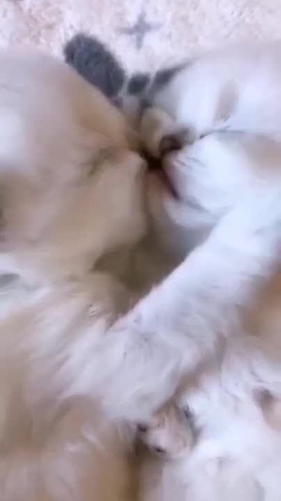 Cat Love Snuggling Up With Gentle Golden Dogs