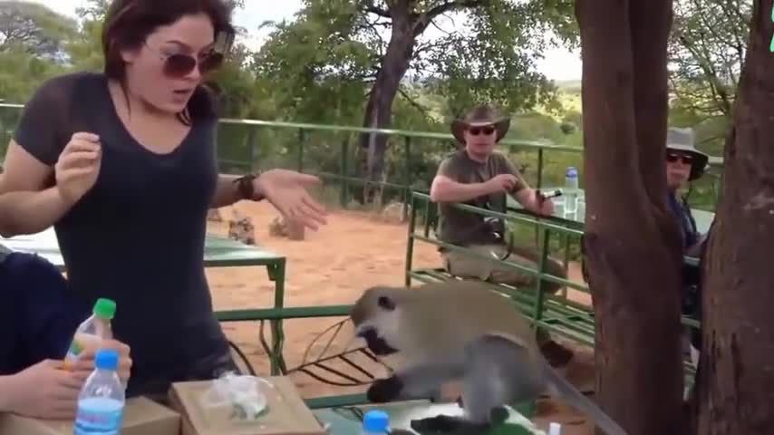 Epic Monkey Fails Compilation ★ Funny Monkey Videos★ Let's Do it ★