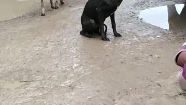 The dog's reaction to the song India was shocked.