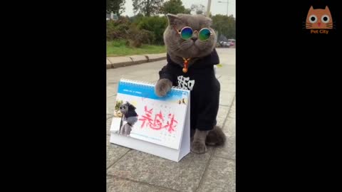 Videos divertidos de gatos y perros solo risa