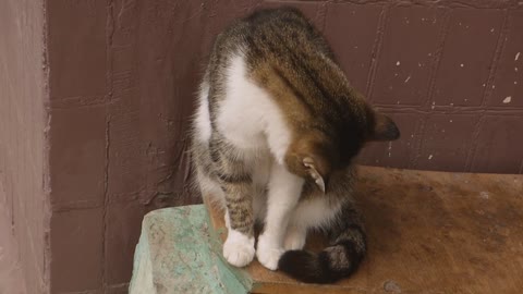 Sleeping Cute Cat Snout