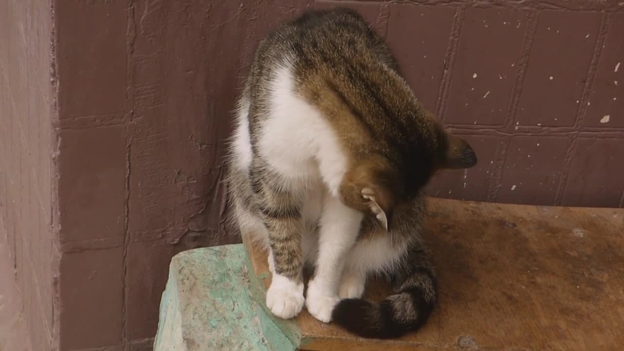 Sleeping Cute Cat Snout