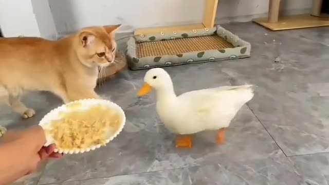 That aggression is much need after that much