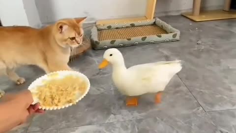 That aggression is much need after that much