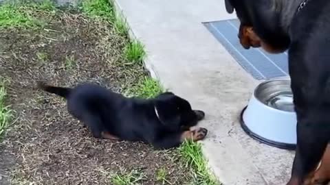 Dog Rottweiler Mom And Son Argue 🥰❤️