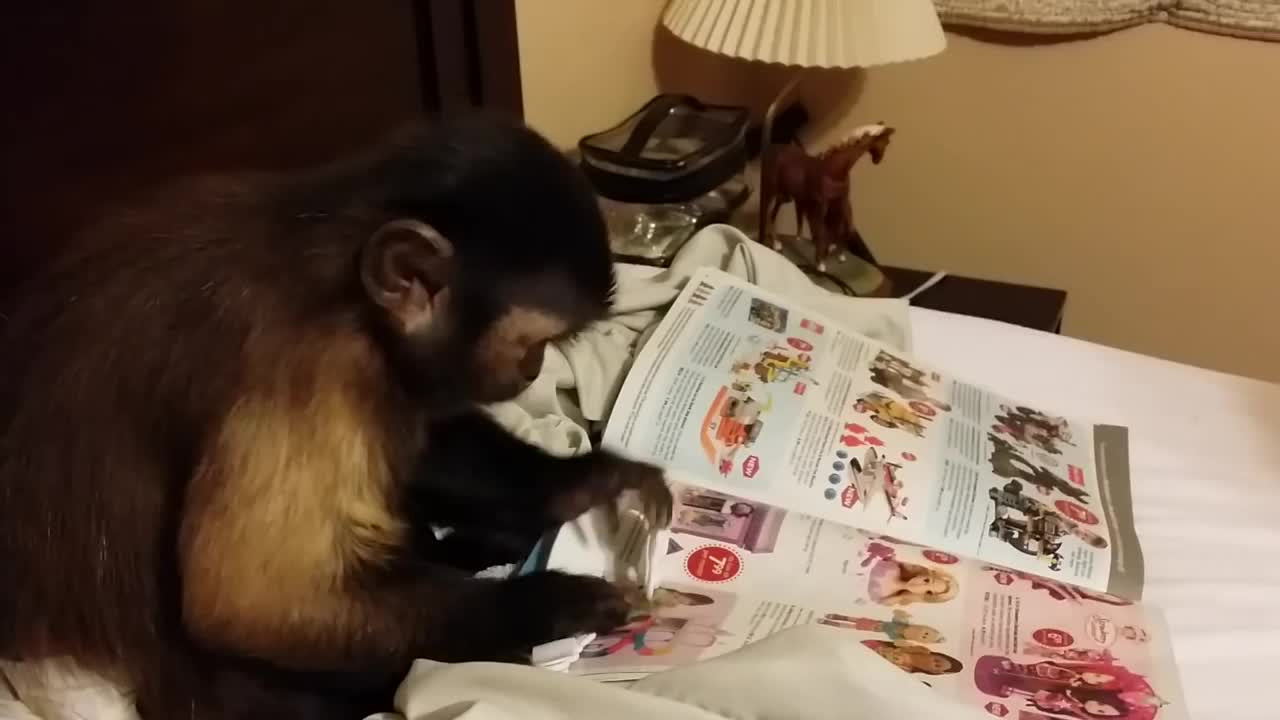 Undercover Monkey Shopping