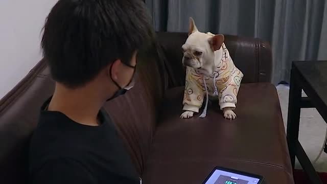 the dog is angry when not allowed to play the game