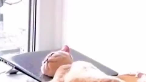 Funny Pets Moments #60
