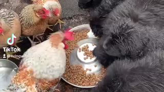 Puppies and chickens share a meal