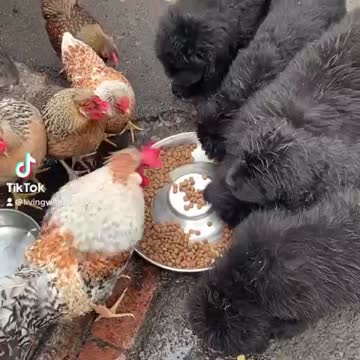 Puppies and chickens share a meal