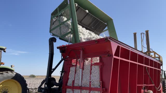 Cotton Harvest