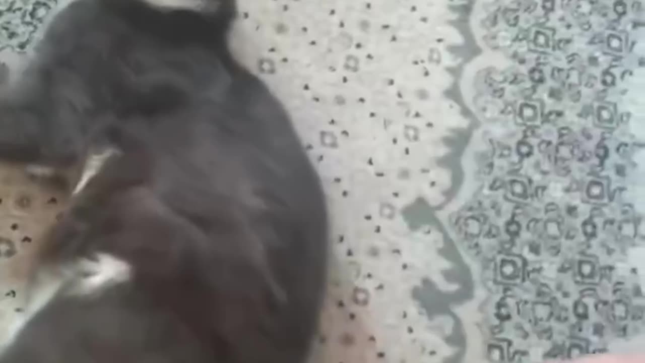 Yes, you can vacuum your cat!