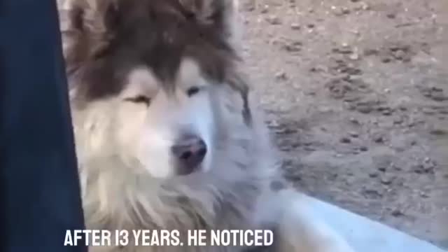 This dog knew their best friend had passed away 💔