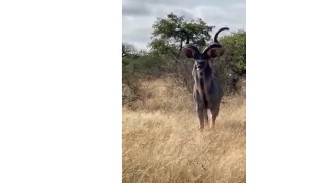 Majestic Kudu