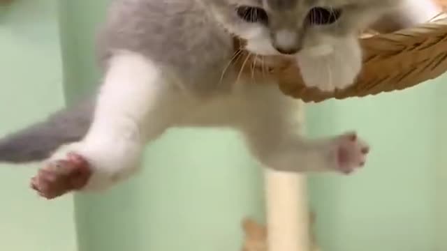 Wow Gread Top Amazing Swing cat cute lovely