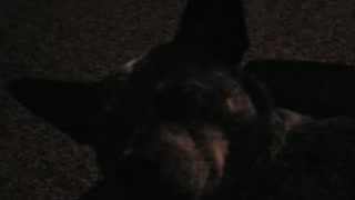 Sleepy doggie cant