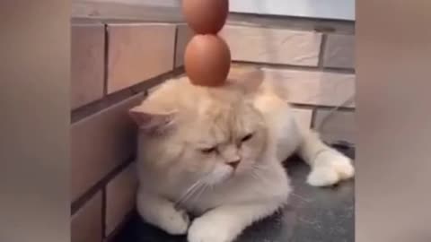 A cat with no love on its face # Funny voice # Funny Cat # Cat's confusing behavior