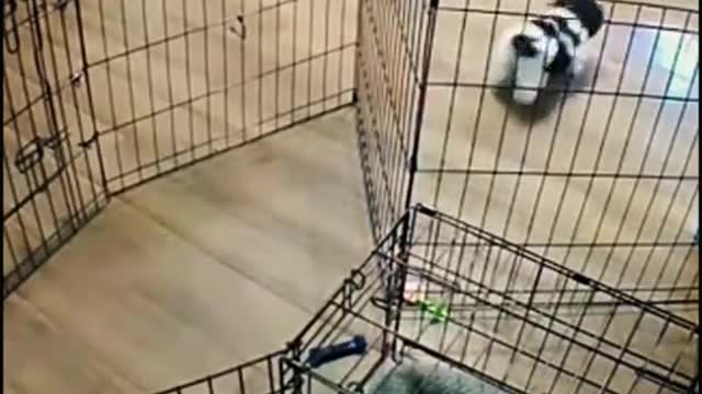 Puppy on the mission