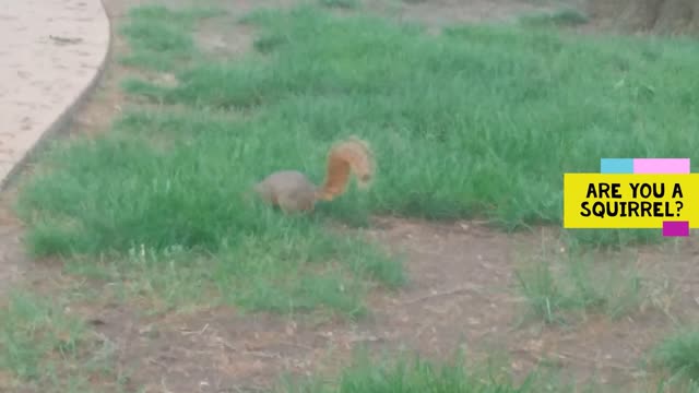 Talking To Animals 17