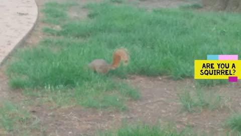 Talking To Animals 17