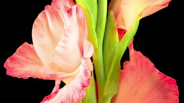 Opening Gladiolus Timelapse Slowpro